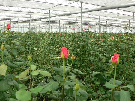 Production de roses : moins de CO2 en méditerranée Horticulture générale 