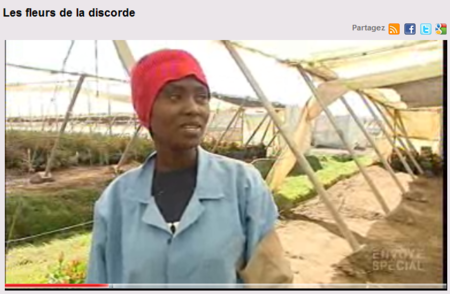 Impact de la production de roses au Kenya Horticulture générale 
