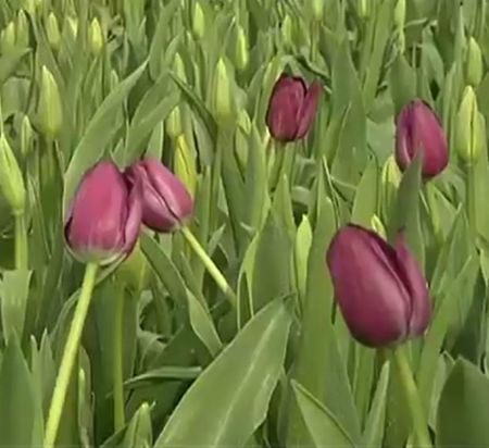 La tulipe géante de Carqueiranne Horticulture générale 