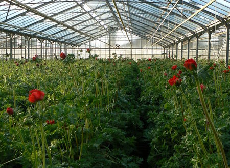 Appel à projets modernisation des serres horticoles Horticulture générale 