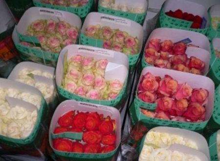 La présence des fleurs d'Equateur s'amplifie sur le marché européen Horticulture générale 
