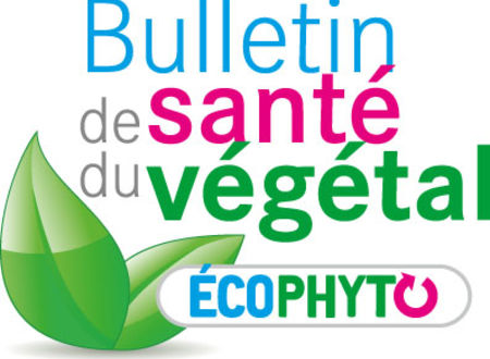 le bulletin de santé du végétal N°111 du 6 avril est en ligne Vie du réseau 
