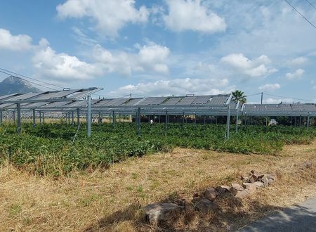 L'expérience photovoltaïque alliée au contrôle climatique d'une exploitation de pivoines varoises Horticulture générale 