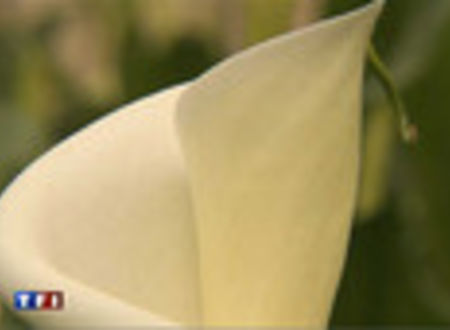 Arum et Anthurium a l'honneur Horticulture générale 