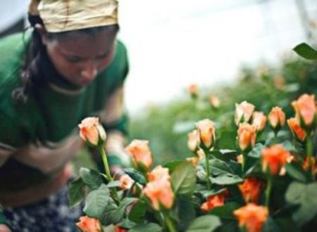 Les fleurs Kenyanes risquent de perdre leur l’avantage d’exonération de taxe et de quota à l’export  Horticulture générale 
