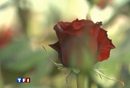 La rose du Var plébiscitée par TF1 pour St Valentin ! Horticulture générale 
