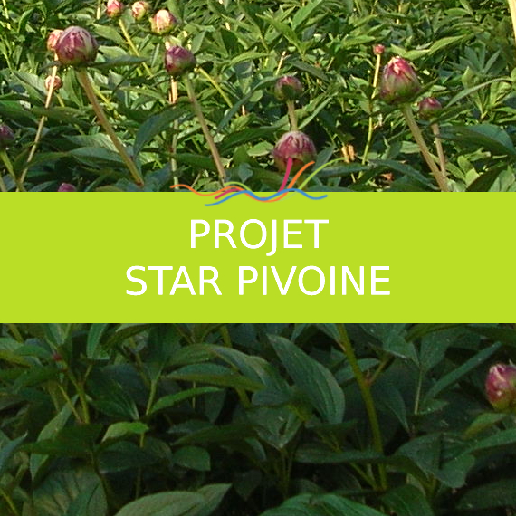 Projet STAR Pivoine