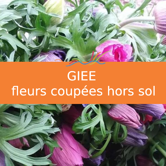 GIEE fleurs coupes hors-sol