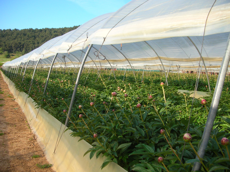 Horticulture Var Florisud Pivoines