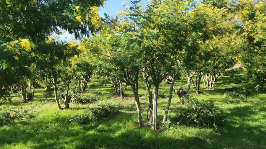 Producteur fleurs Var Mimosas Florisud