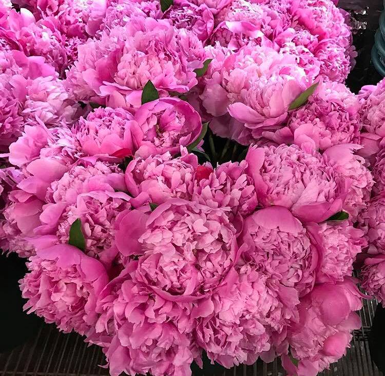 Producteur fleurs Var Pivoines