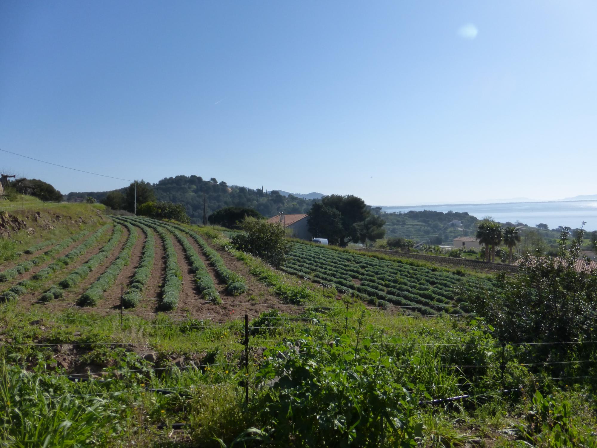 La floriculture du Var et de la Mditerrane