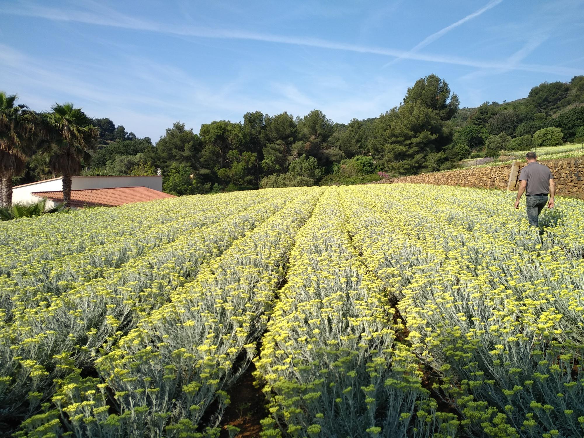 immortelles du var france