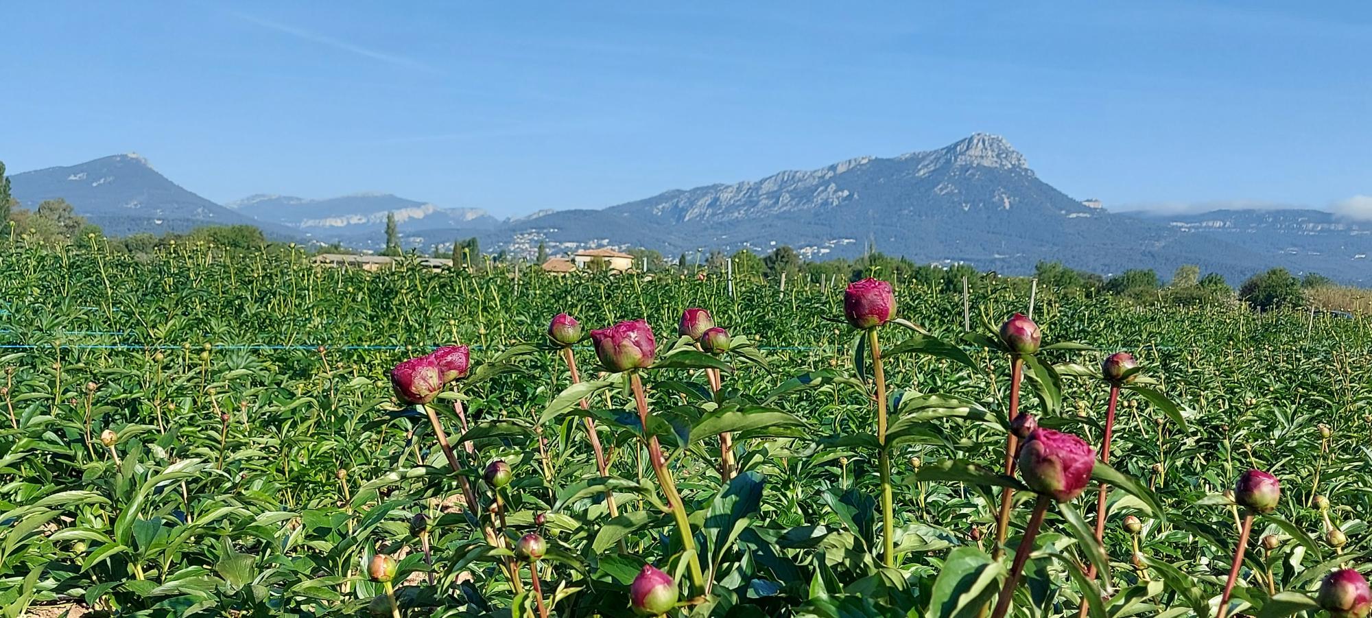 La floriculture du Var et de la Mditerrane